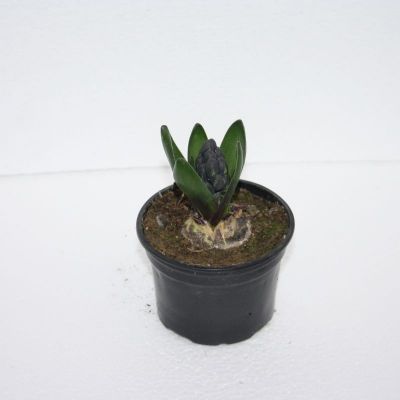 Zumbul - Hyacinthus orientalis