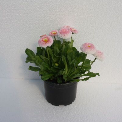 Tratinčica - Bellis perennis