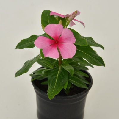 Vinka - Catharanthus roseus
