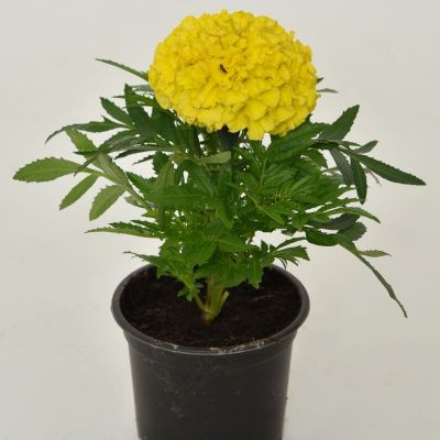 Tagetes krupnocvjetni - Tagetes erecta