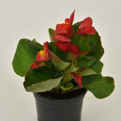 Begonia - Begonia semperflorens