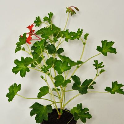 Pelargonija jednostruka - Pelargonium peltatum