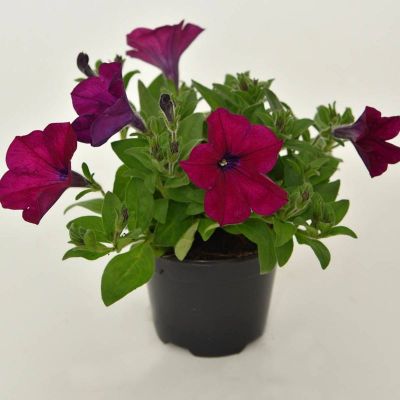 Surfinija - Petunia x Hybrida