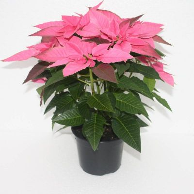 Božićna zvijezda - Euphorbia pulcherrima 