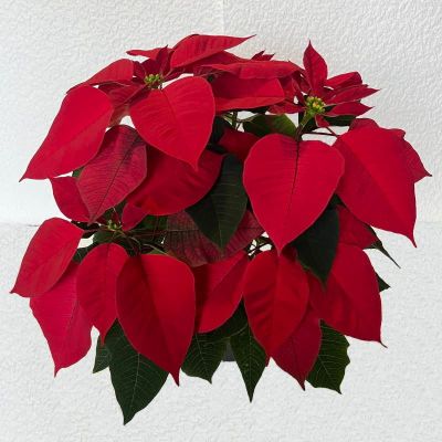 Božićna zvijezda - Euphorbia pulcherrima 