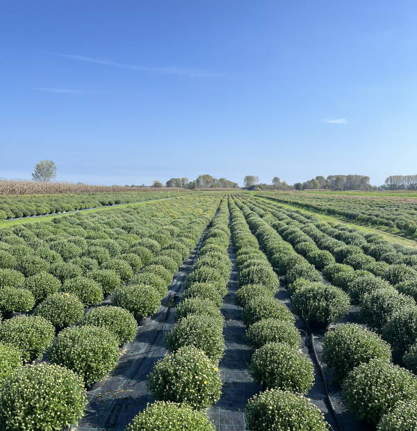 00000120 multiflora 004